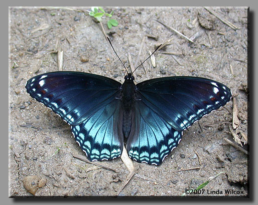 Red-spotted Purple (Limenitis arthemis astyanax)