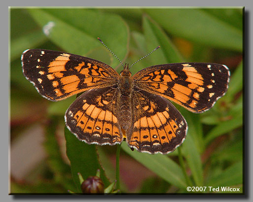 Silvery Checkerspot (Chlosyne nycteis)