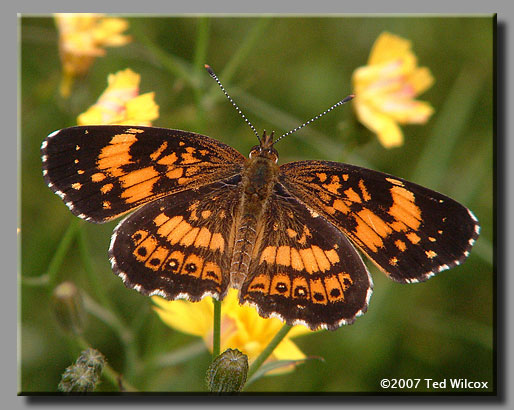 Silvery Checkerspot (Chlosyne nycteis)