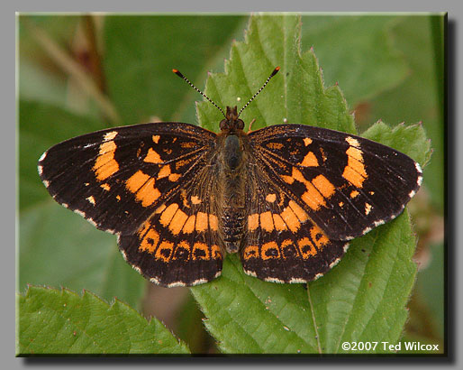 Silvery Checkerspot (Chlosyne nycteis)