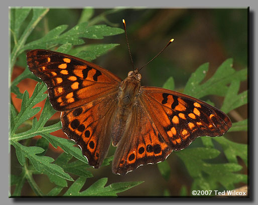 Tawny Emperor (Asterocampa clyton)