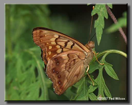 Tawny Emperor (Asterocampa clyton)