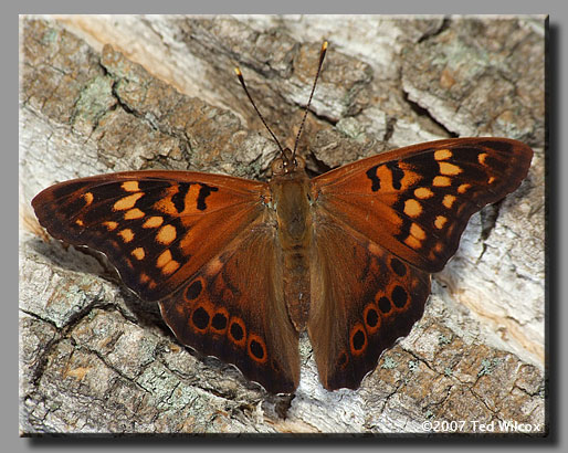 Tawny Emperor (Asterocampa clyton)