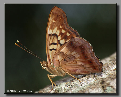 Tawny Emperor (Asterocampa clyton)