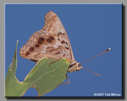 Tawny Emperor (Asterocampa clyton)