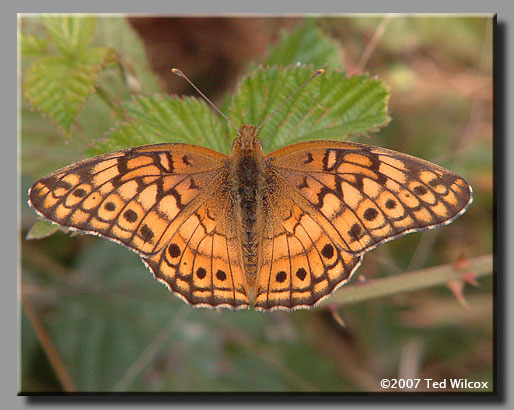 Variegated Fritillary (Euptoieta claudia)