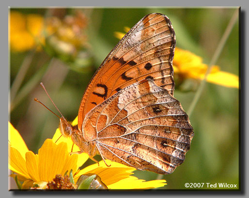 Variegated Fritillary (Euptoieta claudia)