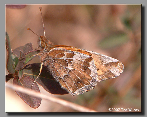 Variegated Fritillary (Euptoieta claudia)