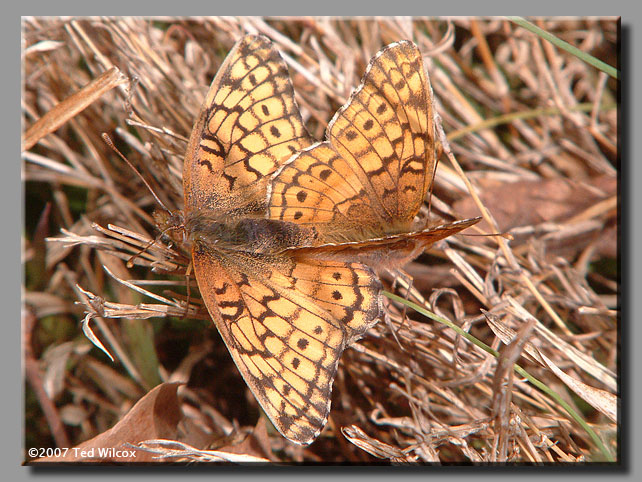 Variegated Fritillary (Euptoieta claudia)