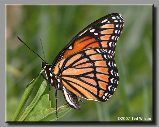 Viceroy (Limenitis archippus)