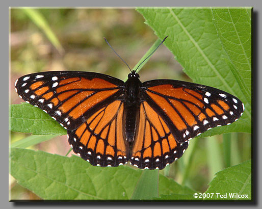 Viceroy (Limenitis archippus)