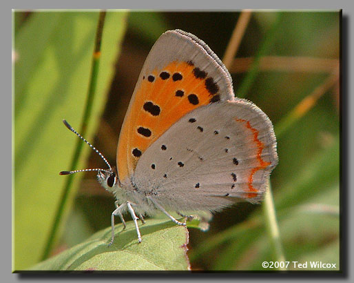 American Copper (Lycaena phlaeas)