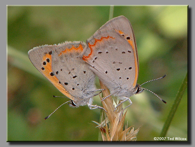 American Copper (Lycaena phlaeas)