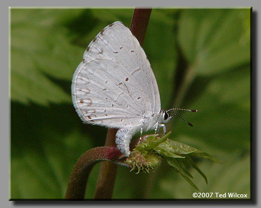 Appalachian Azure (Celastrina neglectamajor)