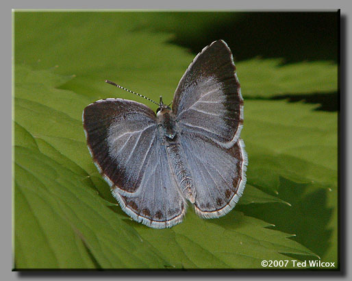 Appalachian Azure (Celastrina neglectamajor)