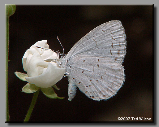 Appalachian Azure (Celastrina neglectamajor)