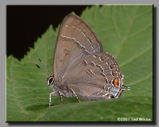 Banded Hairstreak (Satyrium calanus)