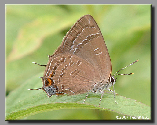 Banded Hairstreak (Satyrium calanus)