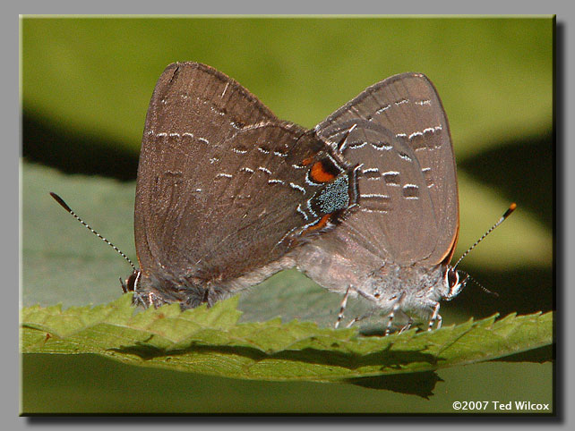 Banded Hairstreak (Satyrium calanus)