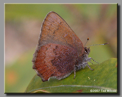 Brown Elfin (Callophrys augustinus)