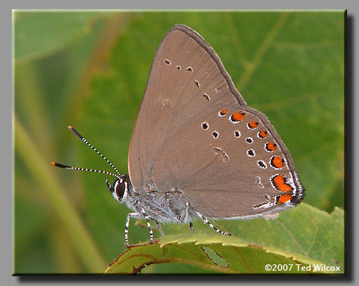 Coral Hairstreak (Satyrium titus)