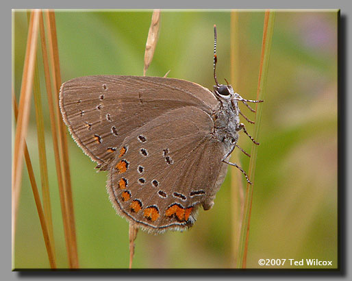 Coral Hairstreak (Satyrium titus)