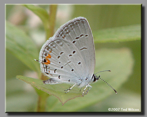 Eastern Tailed-Blue (Cupido comyntas)