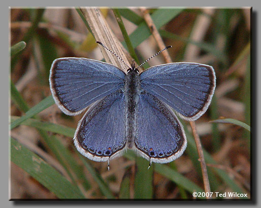 Eastern Tailed-Blue (Cupido comyntas)