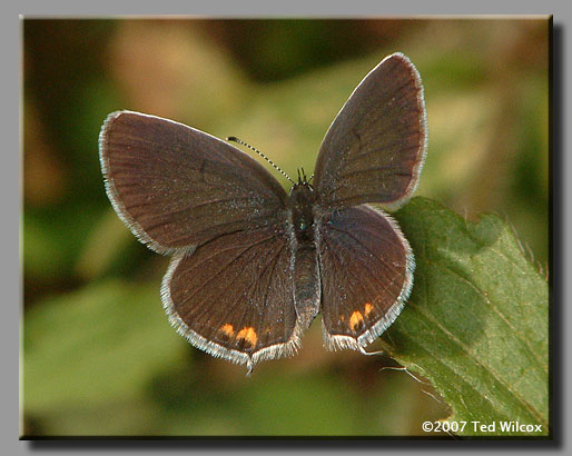 Eastern Tailed-Blue (Cupido comyntas)