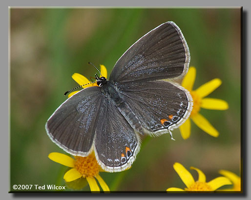 Eastern Tailed-Blue (Cupido comyntas)