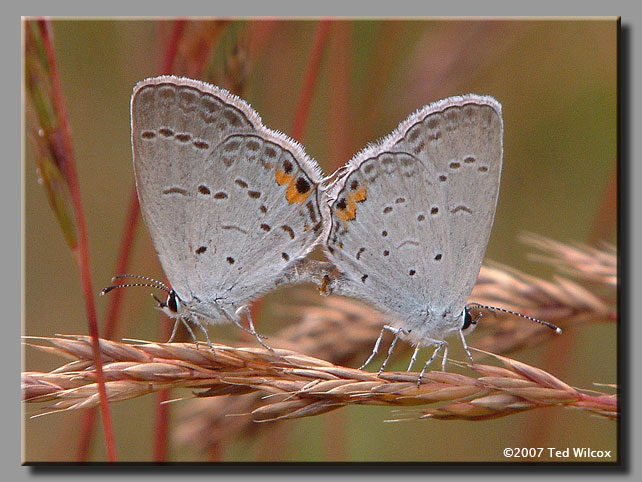 Eastern Tailed-Blue (Cupido comyntas)