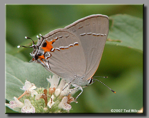 Gray Hairstreak (Strymon melinus)