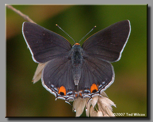 Gray Hairstreak (Strymon melinus)