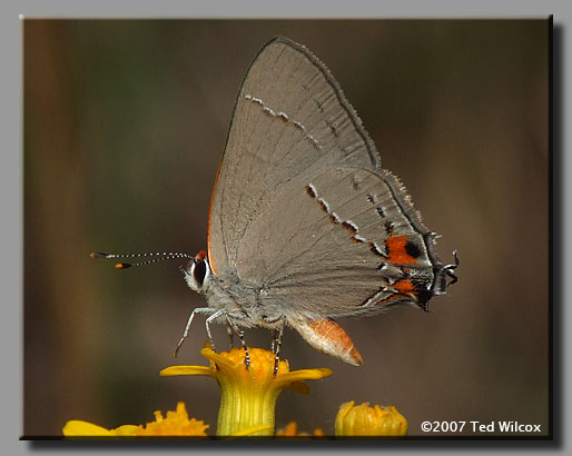 Gray Hairstreak (Strymon melinus)