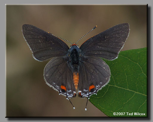 Gray Hairstreak (Strymon melinus)