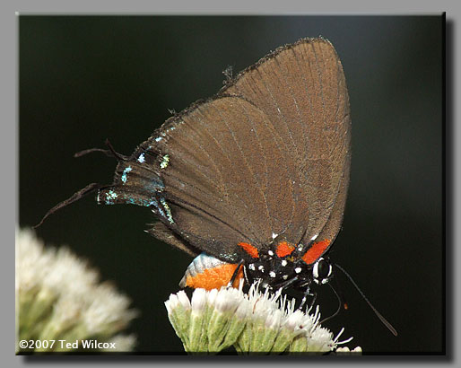 Great Purple Hairstreak (Atlides halesus)