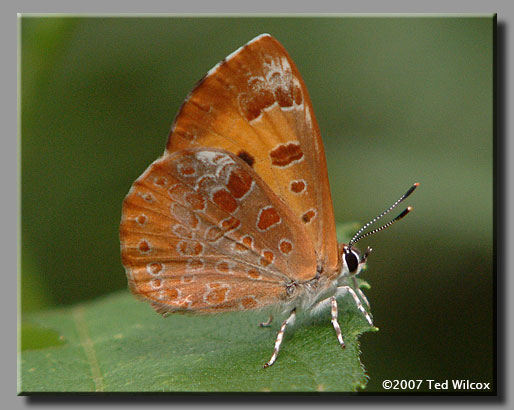 Harvester (Feniseca tarquinius)