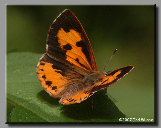 Harvester (Feniseca tarquinius)