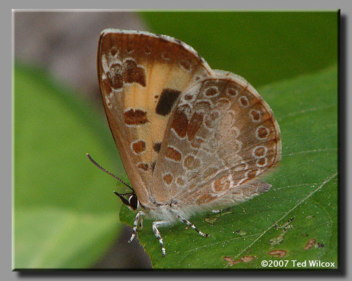 Harvester (Feniseca tarquinius)