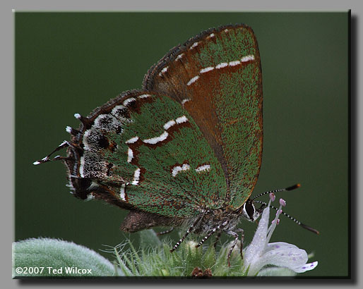 Juniper Hairstreak (Callophrys gryneus)