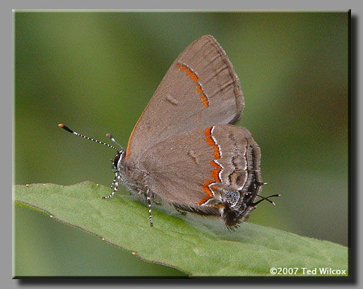 Red-banded Hairstreak (Calycopis cecrops)