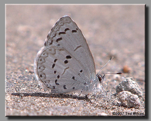 Spring Azure (Celastrina ladon)