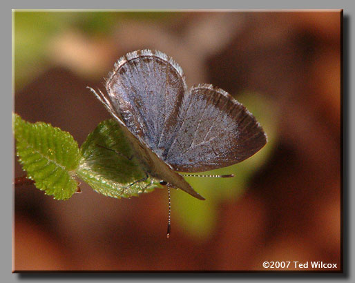 Spring Azure (Celastrina ladon)