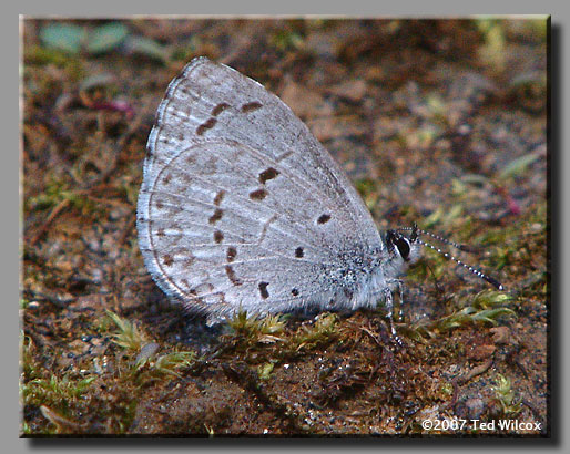 Spring Azure (Celastrina ladon)