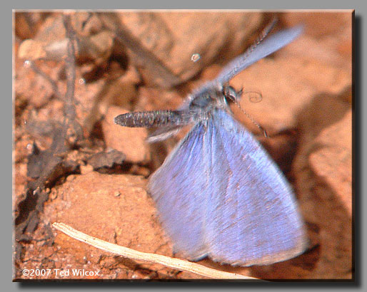 Spring Azure (Celastrina ladon)