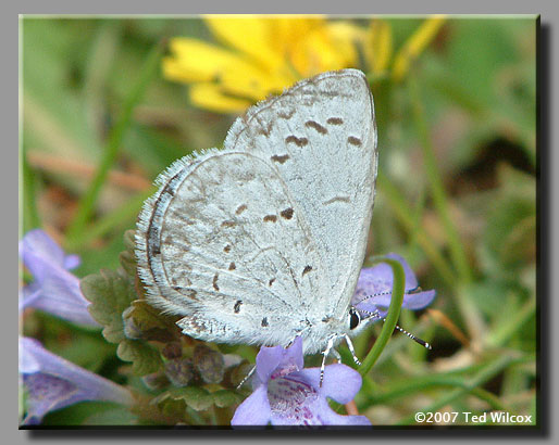 Spring Azure (Celastrina ladon)