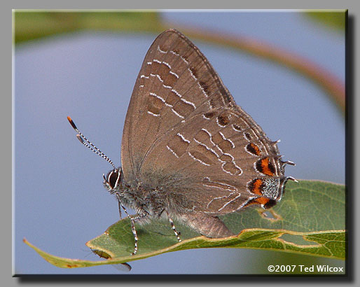 Striped Hairstreak (Satyrium liparops)