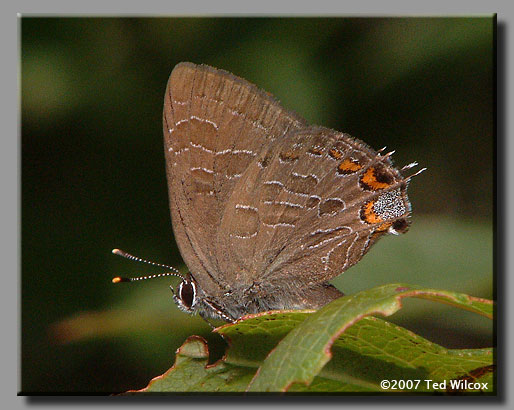 Striped Hairstreak (Satyrium liparops)