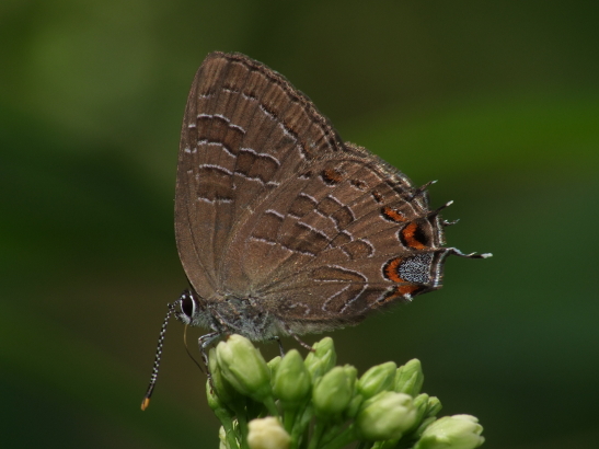 Striped Hairstreak (Satyrium liparops)