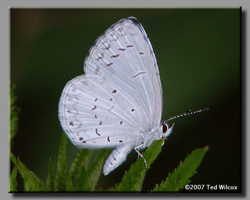 Summer Azure (Celastrina neglecta)